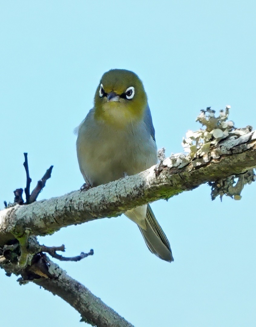 Silvereye - ML646286537