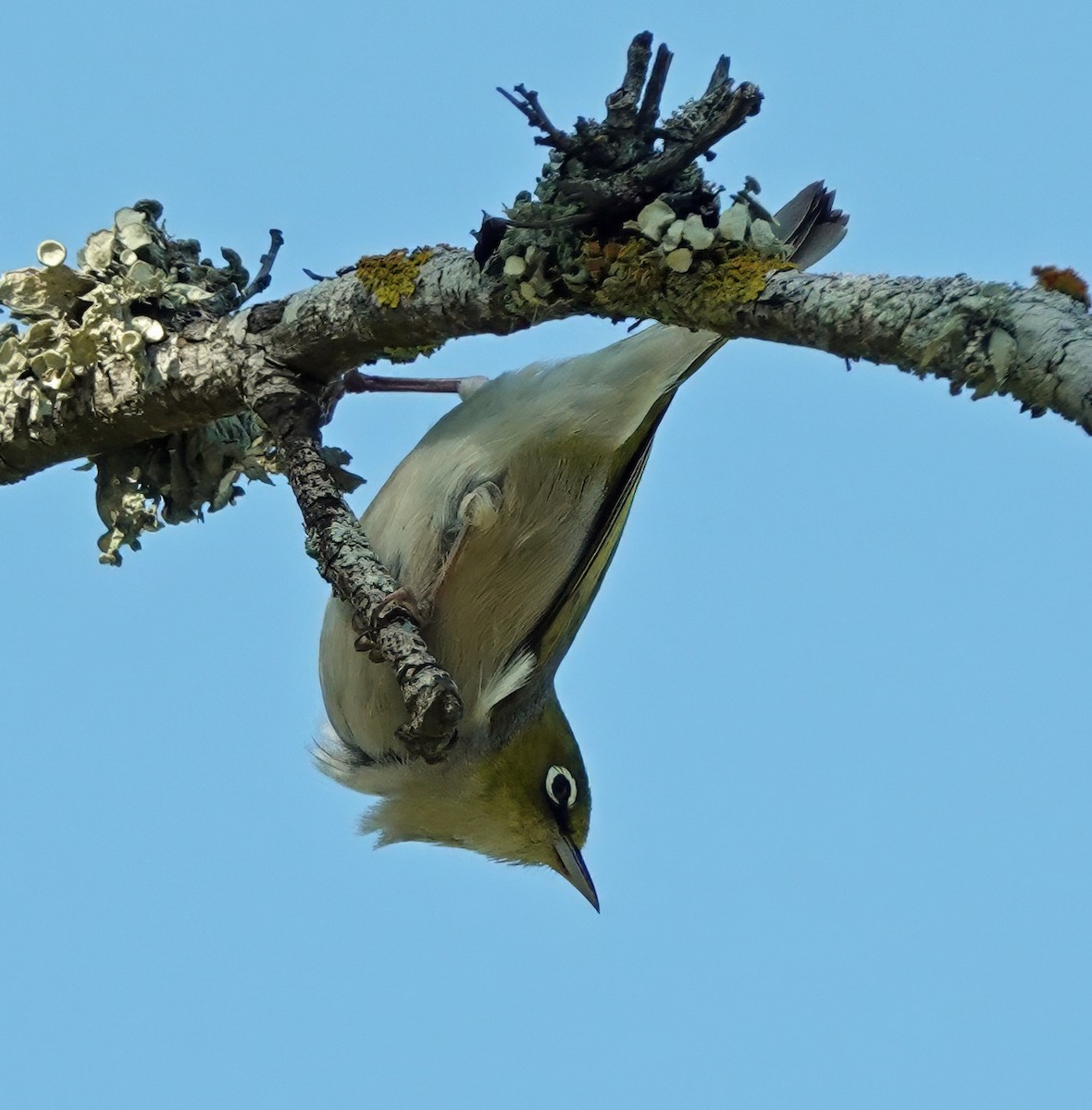 ハイムネメジロ - ML646286538