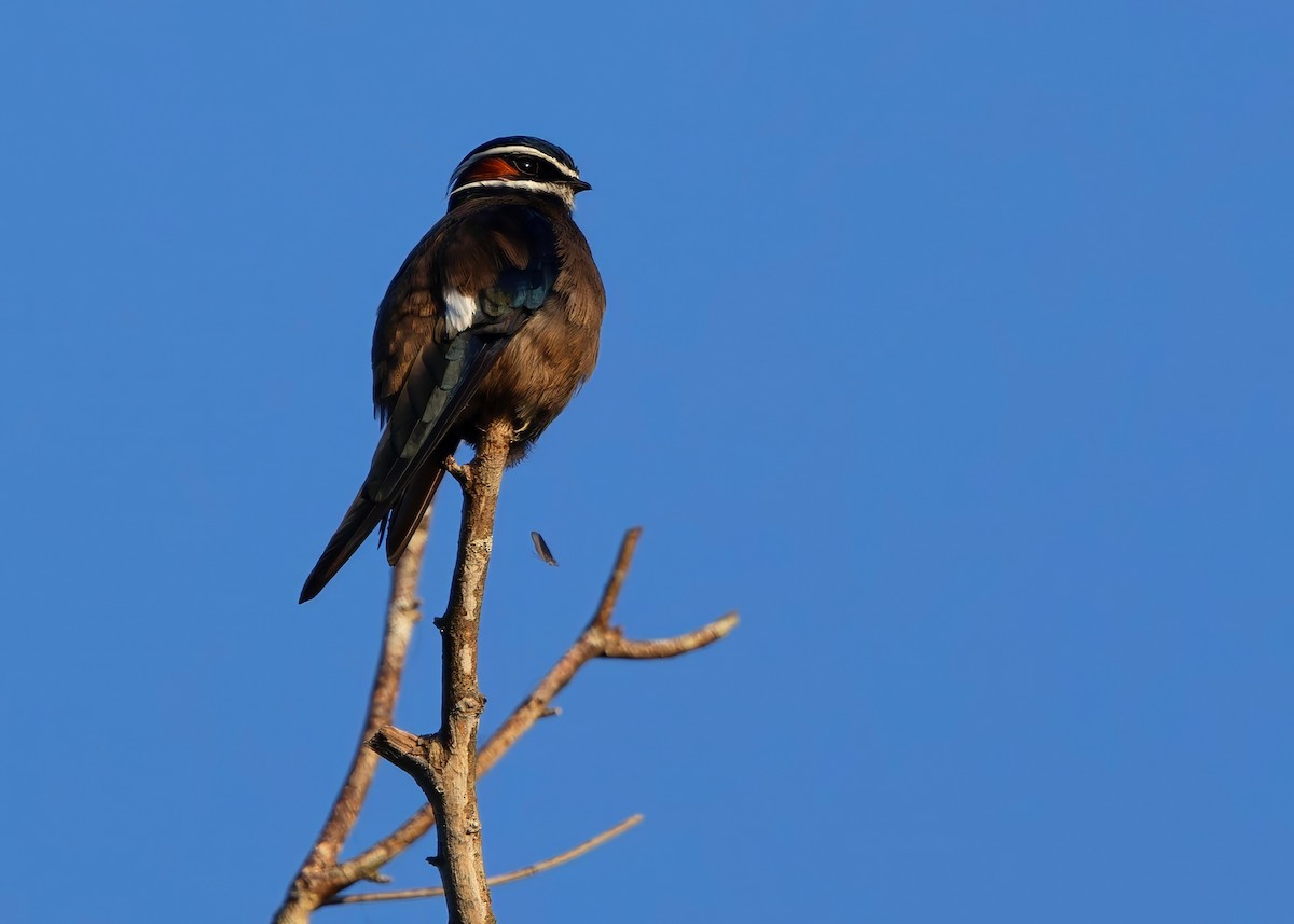 コシラヒゲカンムリアマツバメ - ML646286541