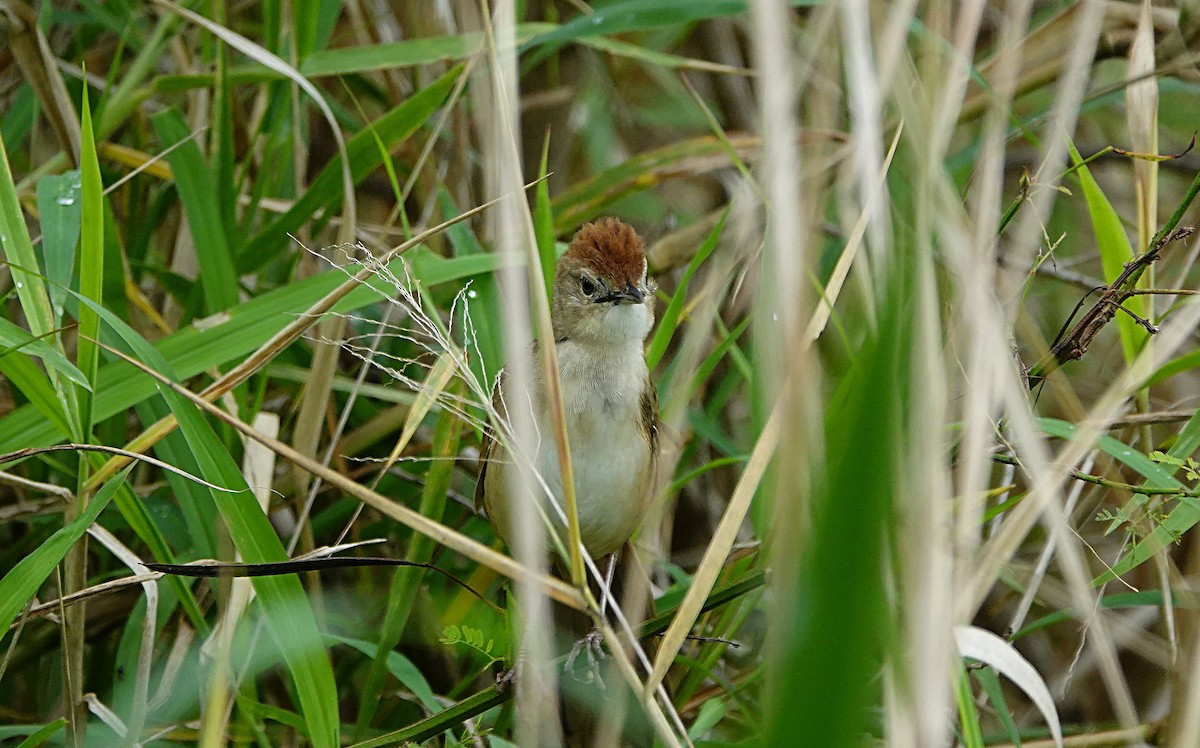 ズアカオオセッカ - ML646286542