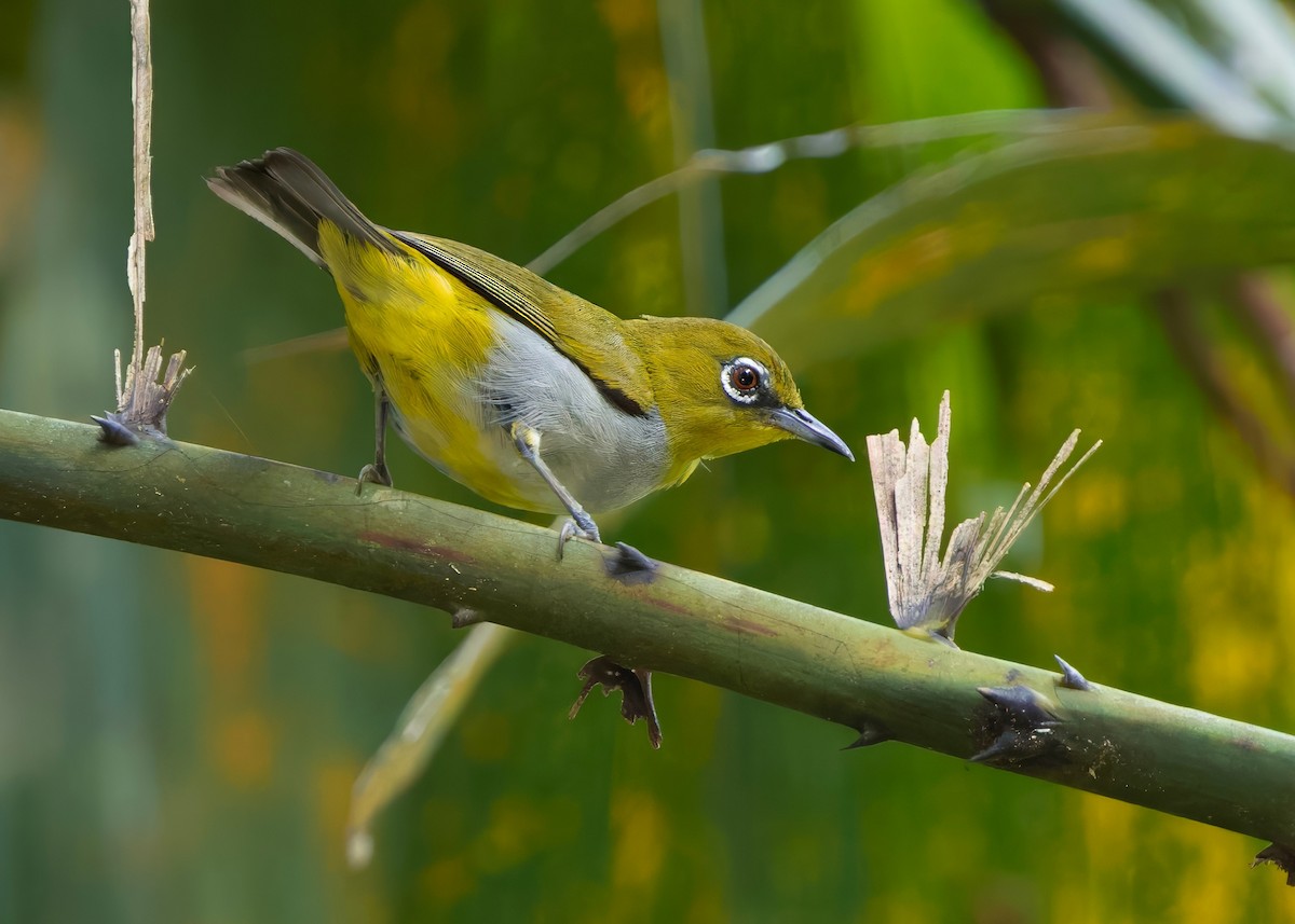 Hume's White-eye - ML646286546
