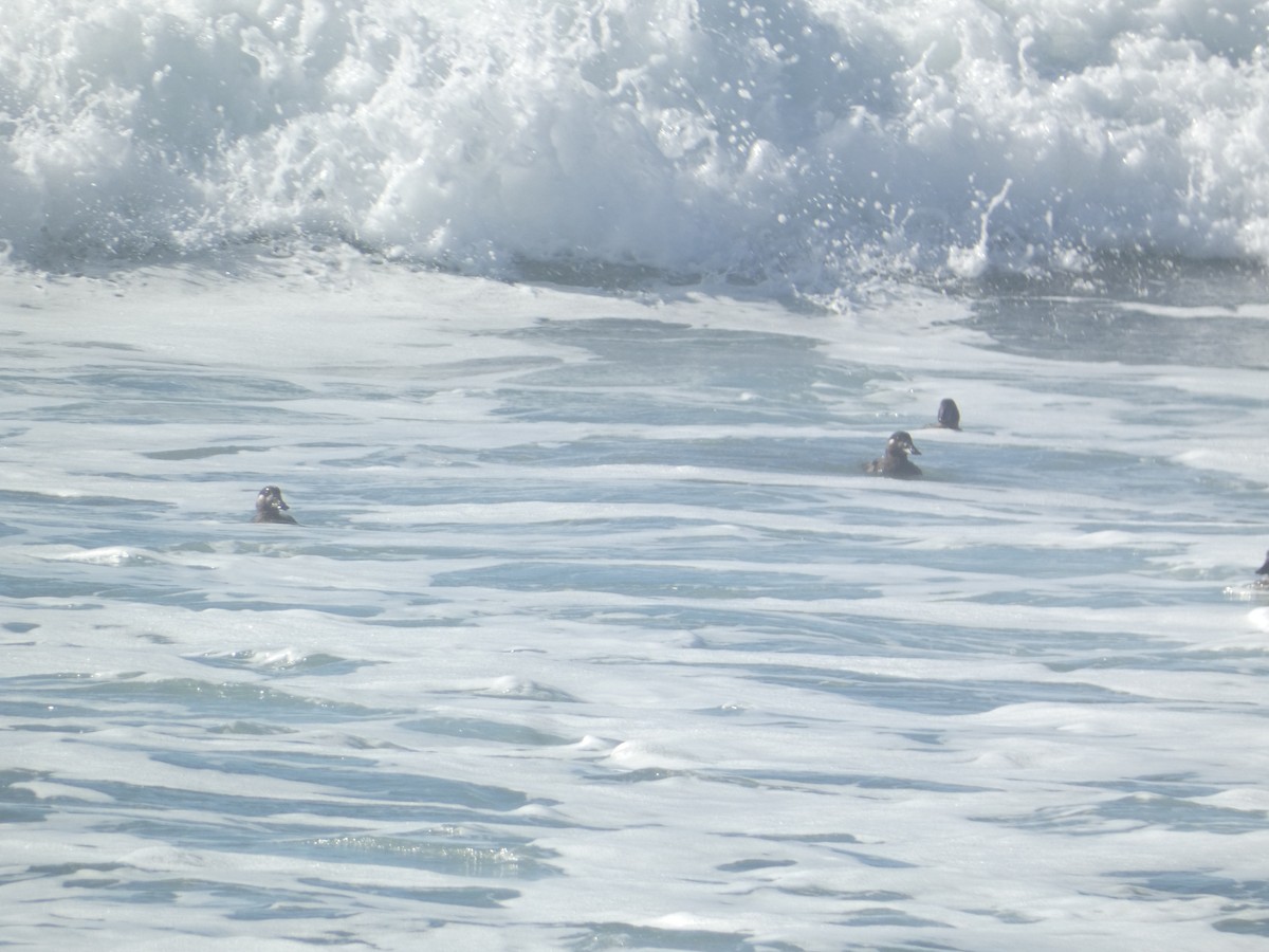 アラナミキンクロ - ML646286547