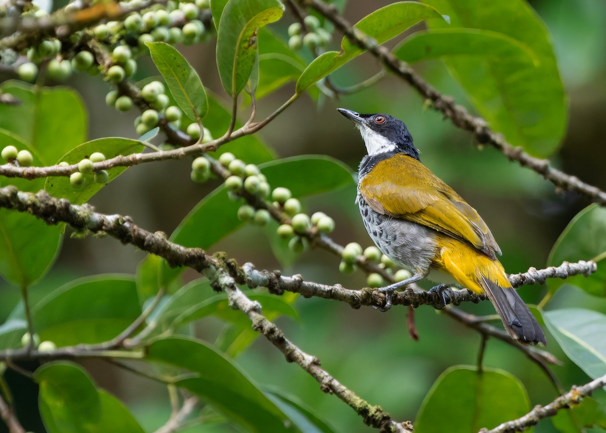 ウロコヒヨドリ - ML646286548