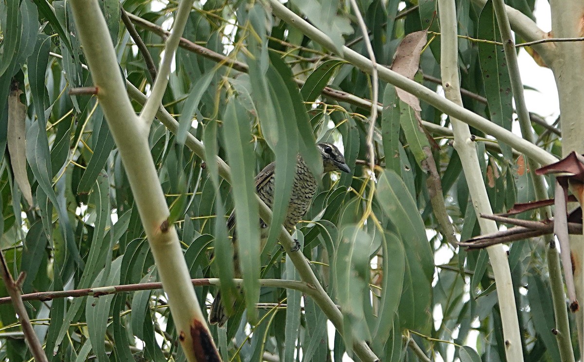 サフルセミサンショウクイ - ML646286549