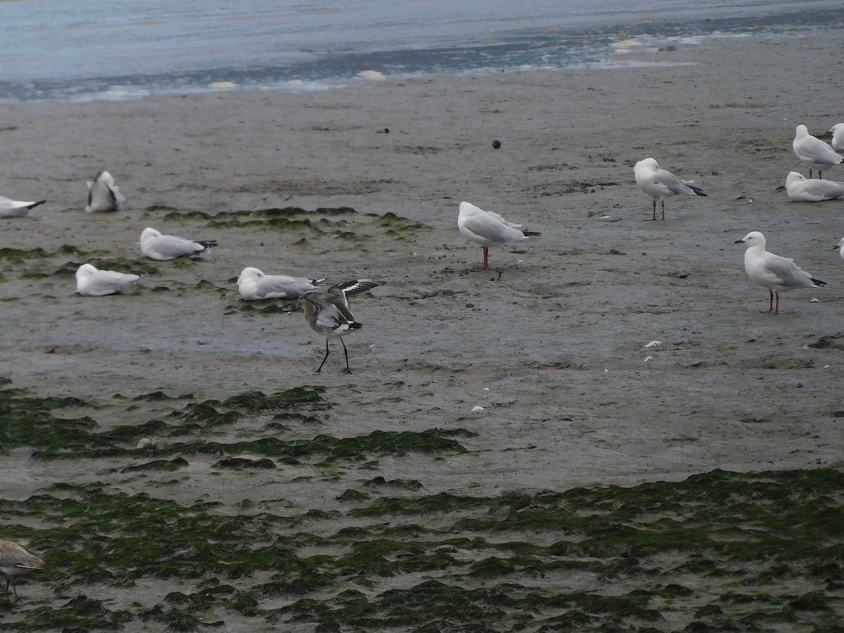 オグロシギ - ML646286551