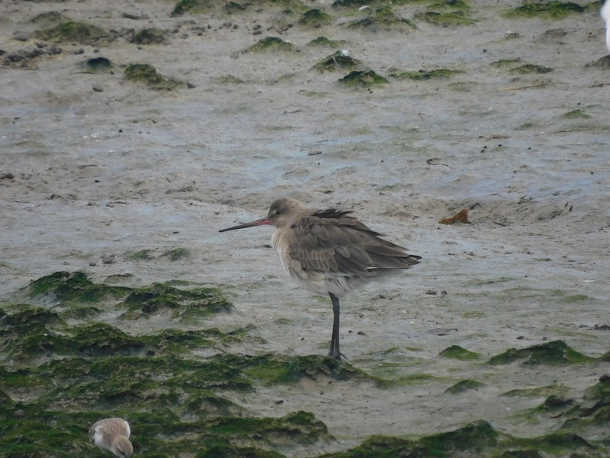 オグロシギ - ML646286552