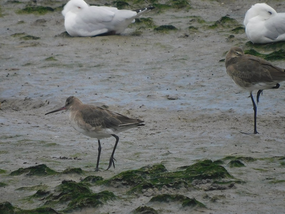 オグロシギ - ML646286553