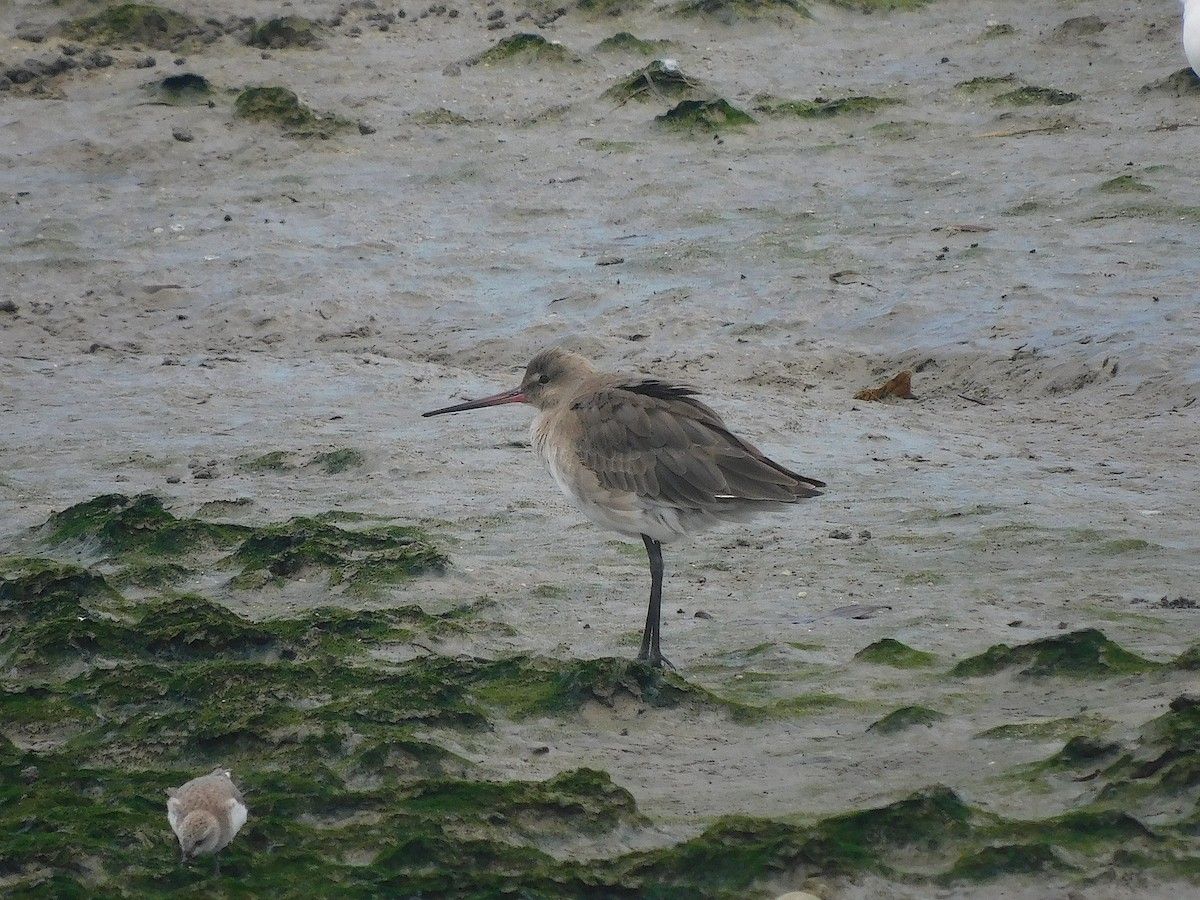 オグロシギ - ML646286554