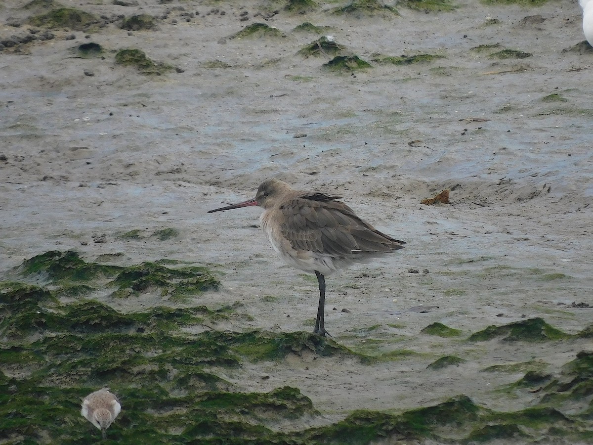 オグロシギ - ML646286555