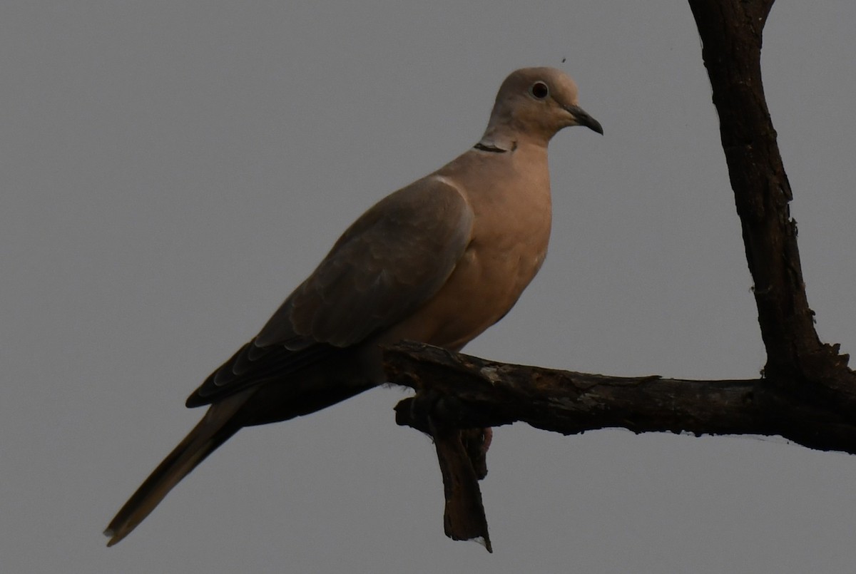 シラコバト - ML646286556