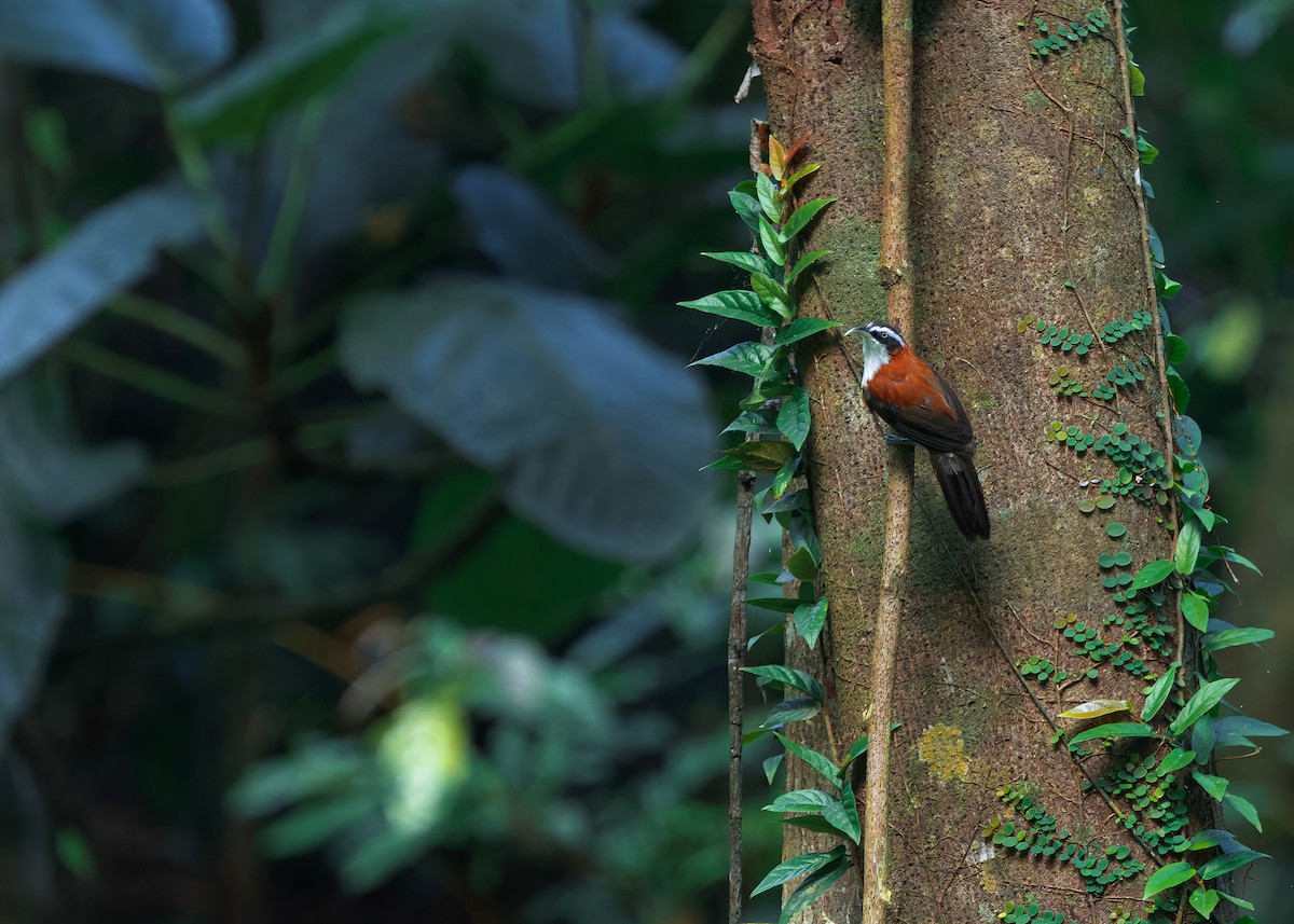 Sunda Scimitar-Babbler - ML646286557