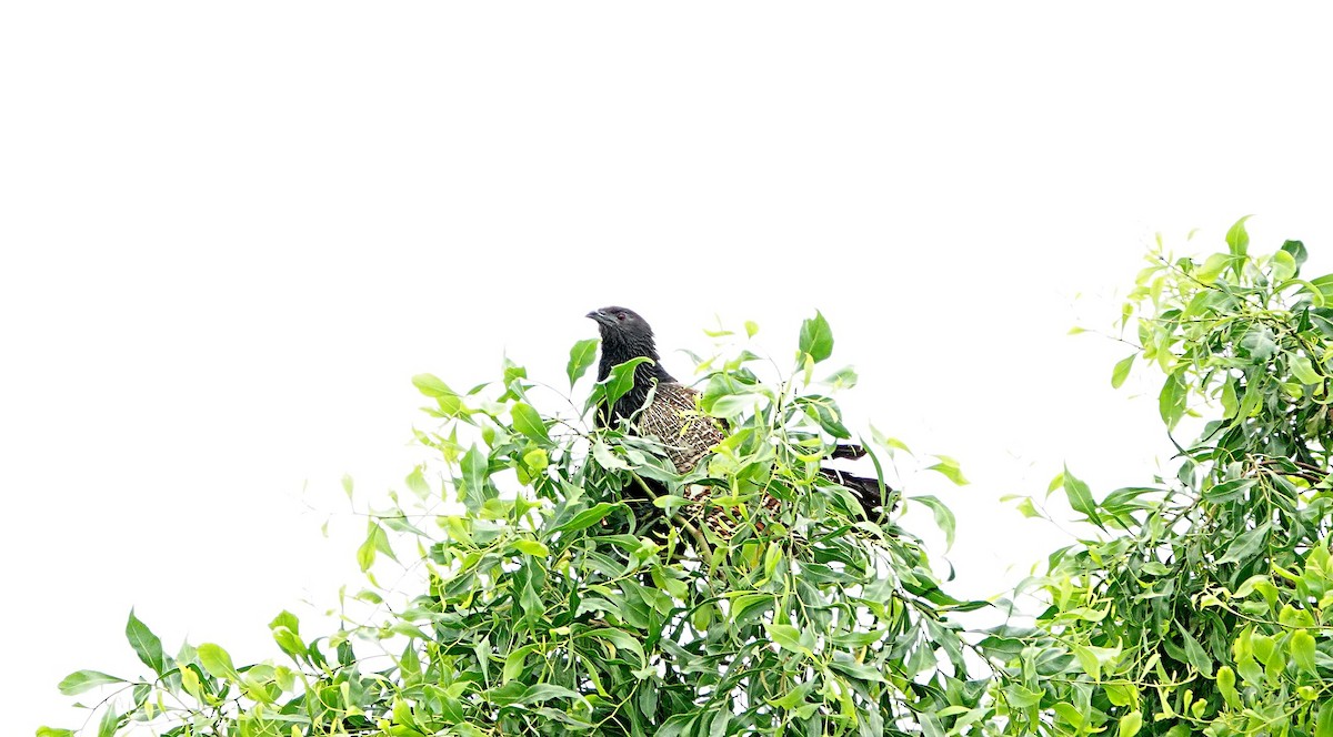 キジバンケン（phasianinus グループ） - ML646286560