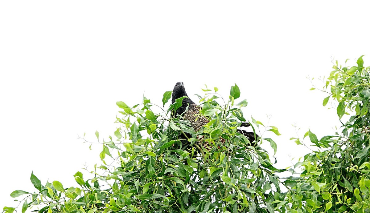 キジバンケン（phasianinus グループ） - ML646286561