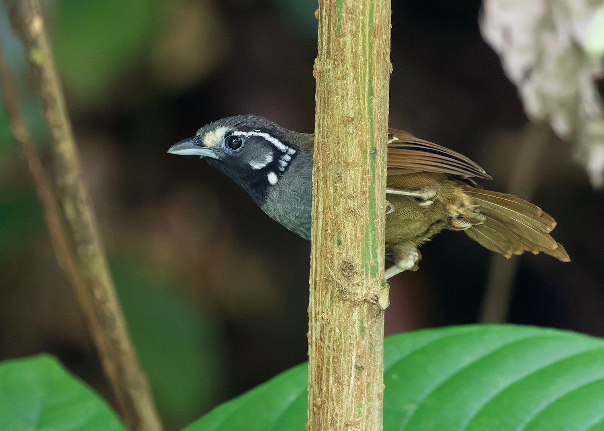 シラボシモリチメドリ - ML646286563