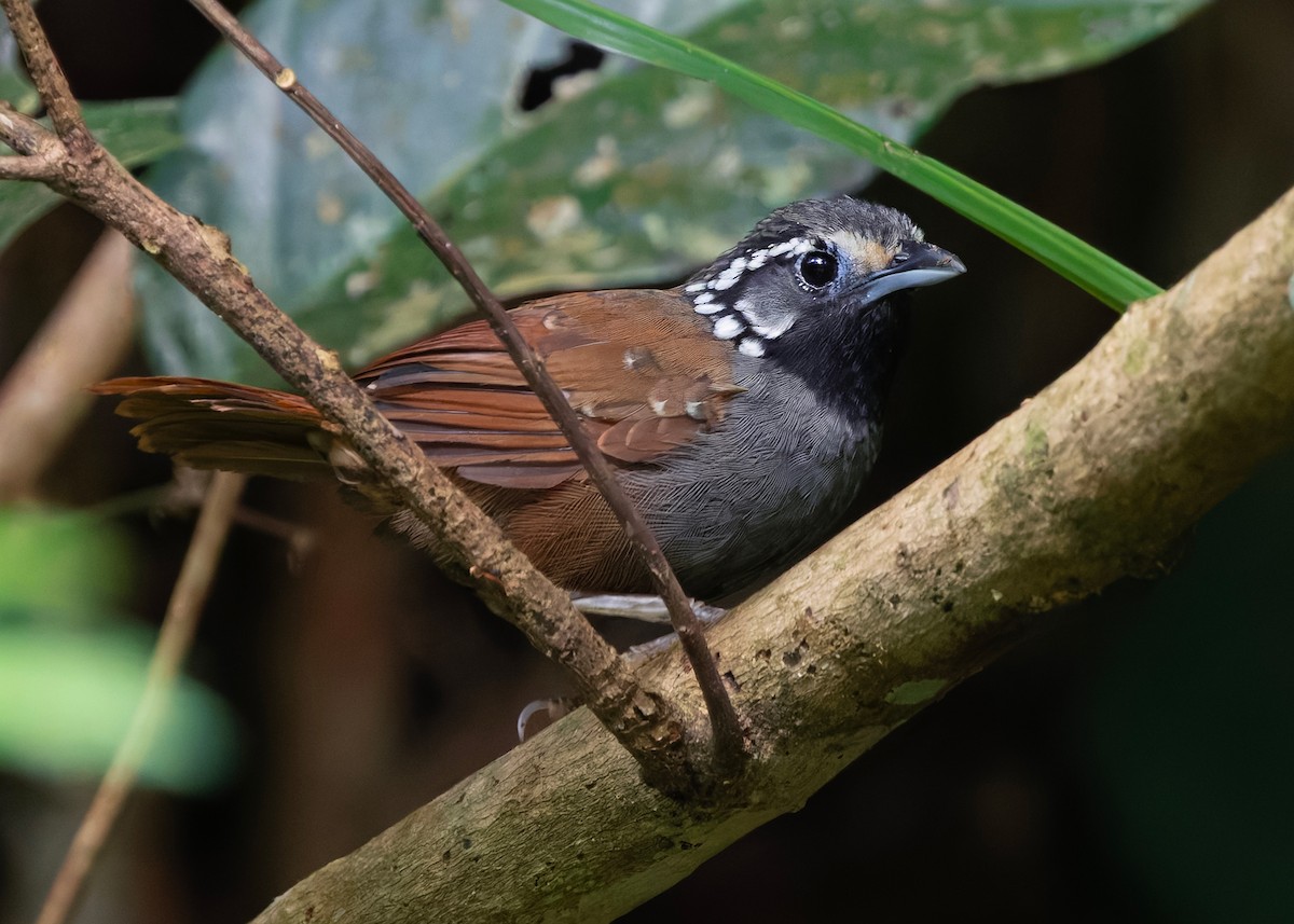 シラボシモリチメドリ - ML646286566