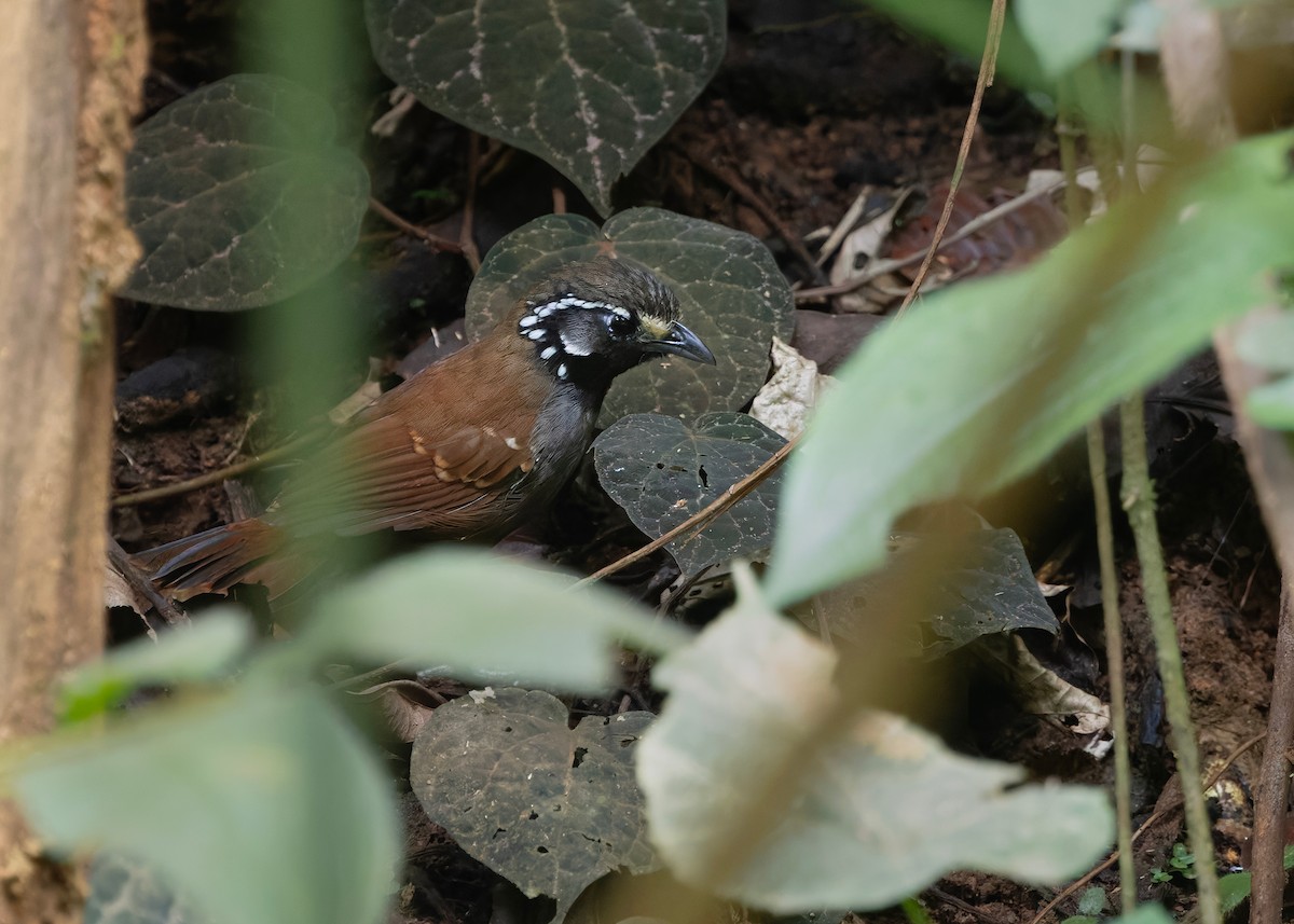 シラボシモリチメドリ - ML646286567