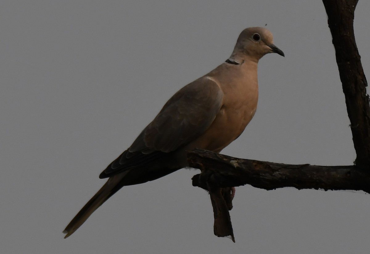 シラコバト - ML646286568