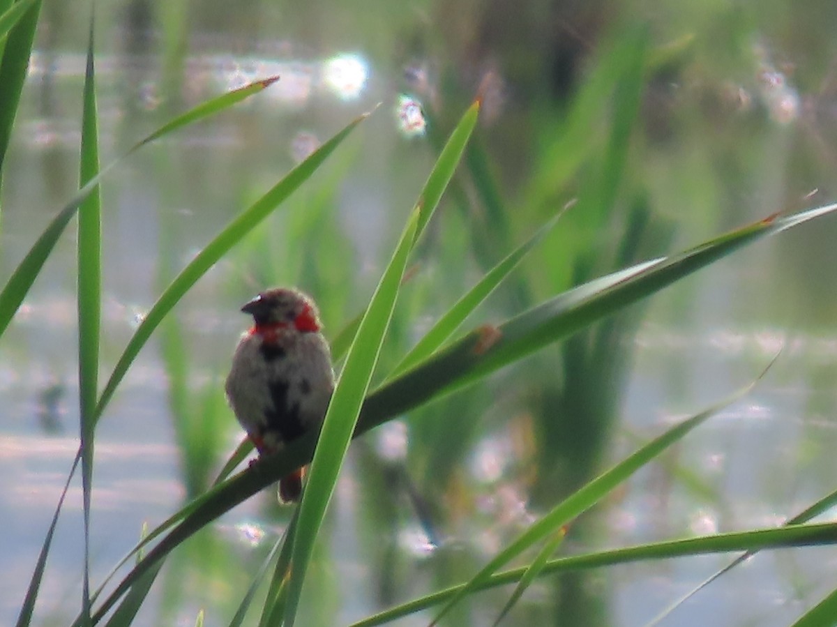 オオキンランチョウ - ML646286569