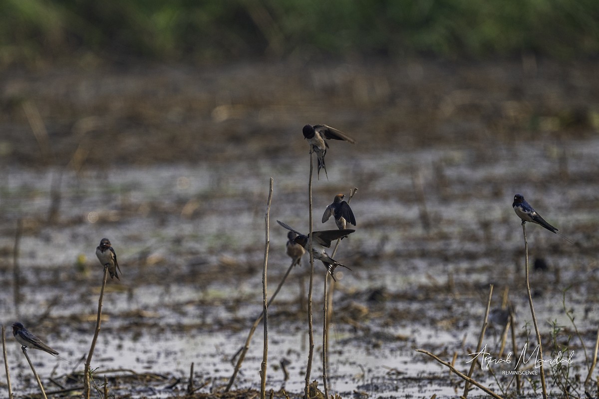 ズアカサンショクツバメ - ML646286570