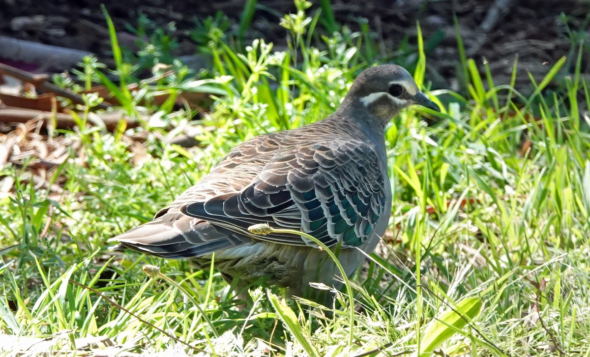 Colombine lumachelle - ML646286571