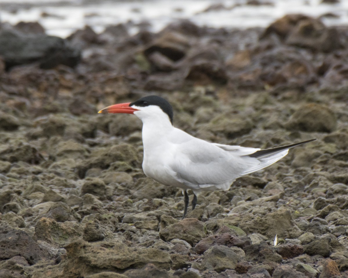 Sterne caspienne - ML646286573