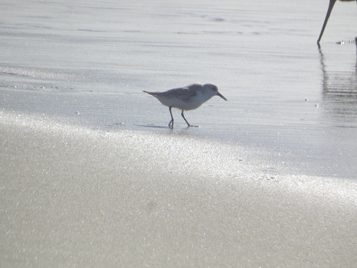 Pluvier semipalmé - ML646286574