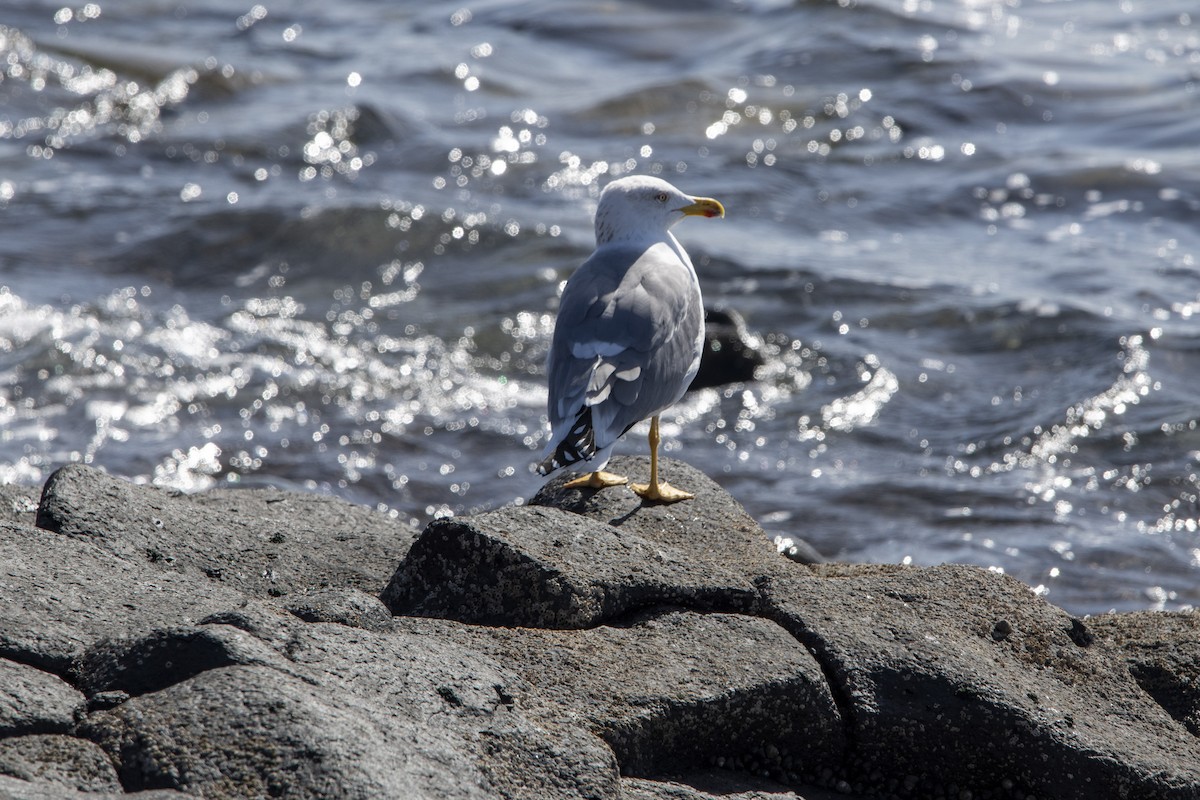 Goéland leucophée - ML646286576