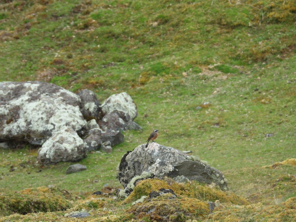 Pitajo de d'Orbigny - ML646286577