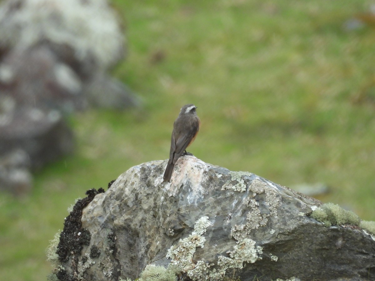 Pitajo de d'Orbigny - ML646286578