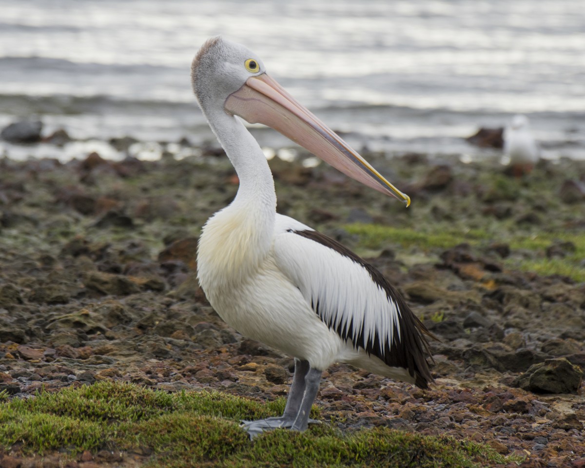 Pélican à lunettes - ML646286585