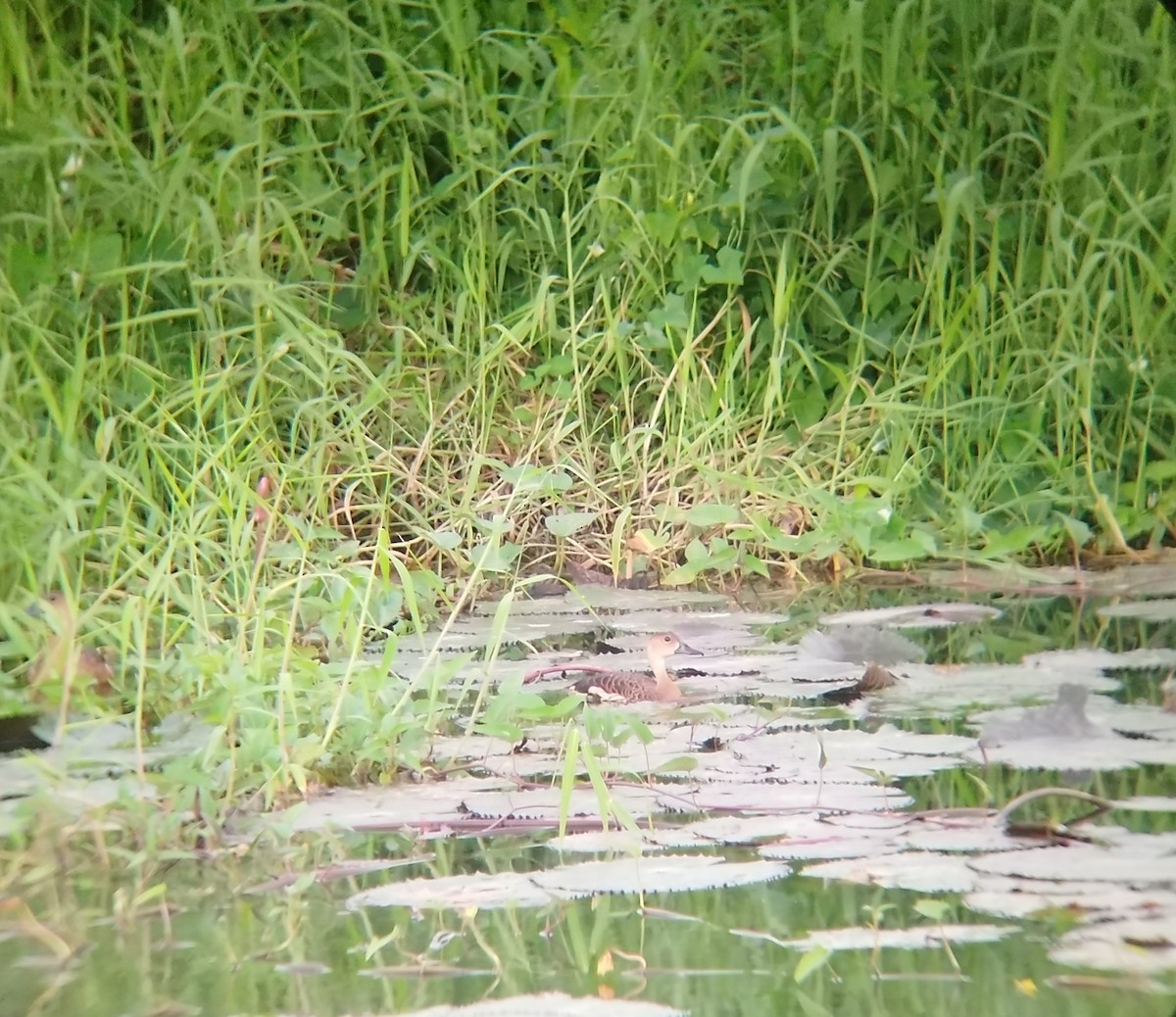 Странствующая древесная утка - ML646286586