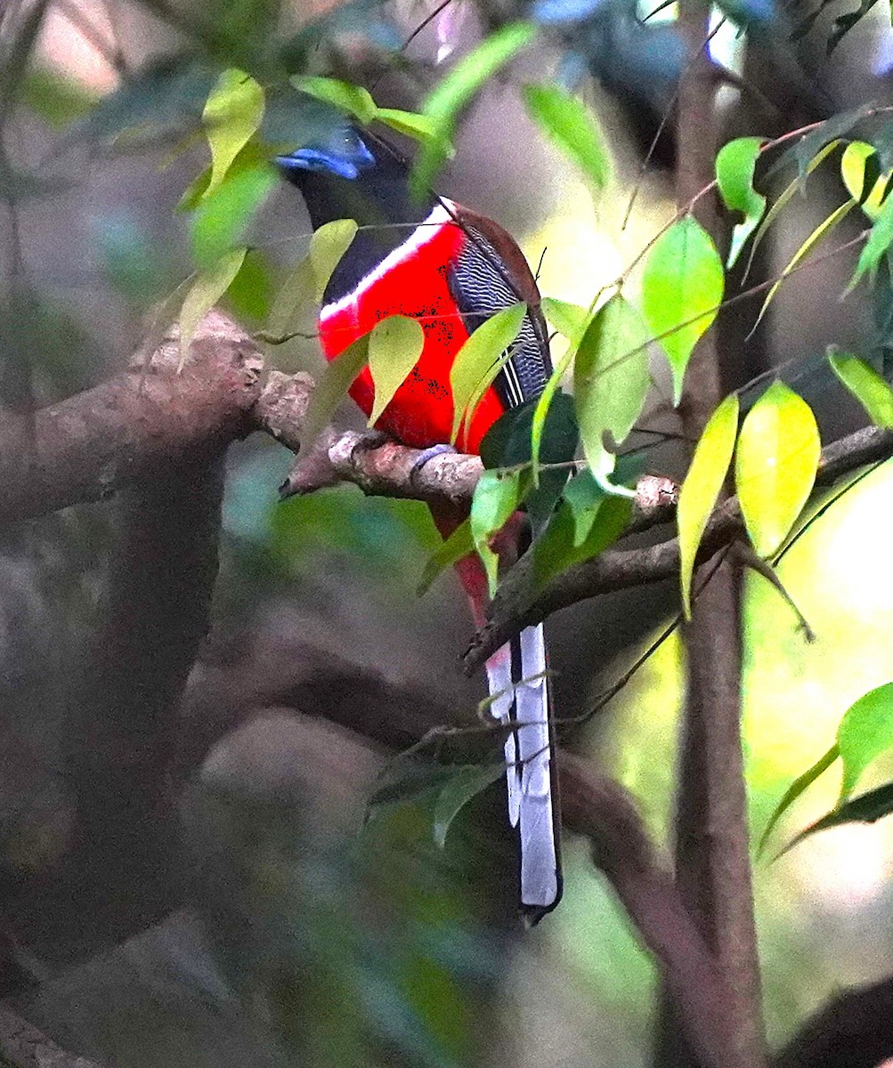 Trogon de Malabar - ML646286587