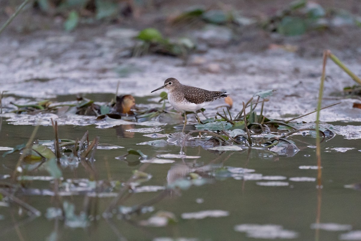 Chevalier solitaire - ML646286588