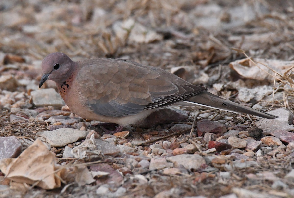 Tourterelle maillée - ML646286589