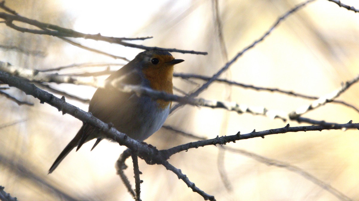 Rougegorge familier - ML646286590