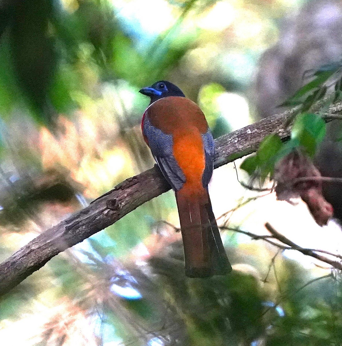Trogon de Malabar - ML646286592