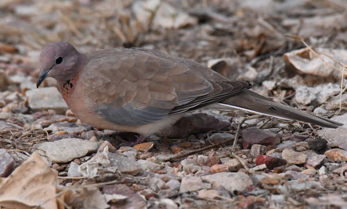 Tourterelle maillée - ML646286593
