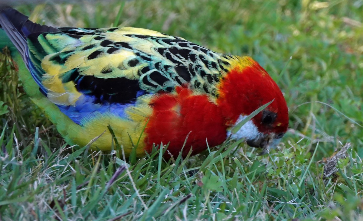 Perruche omnicolore - ML646286594