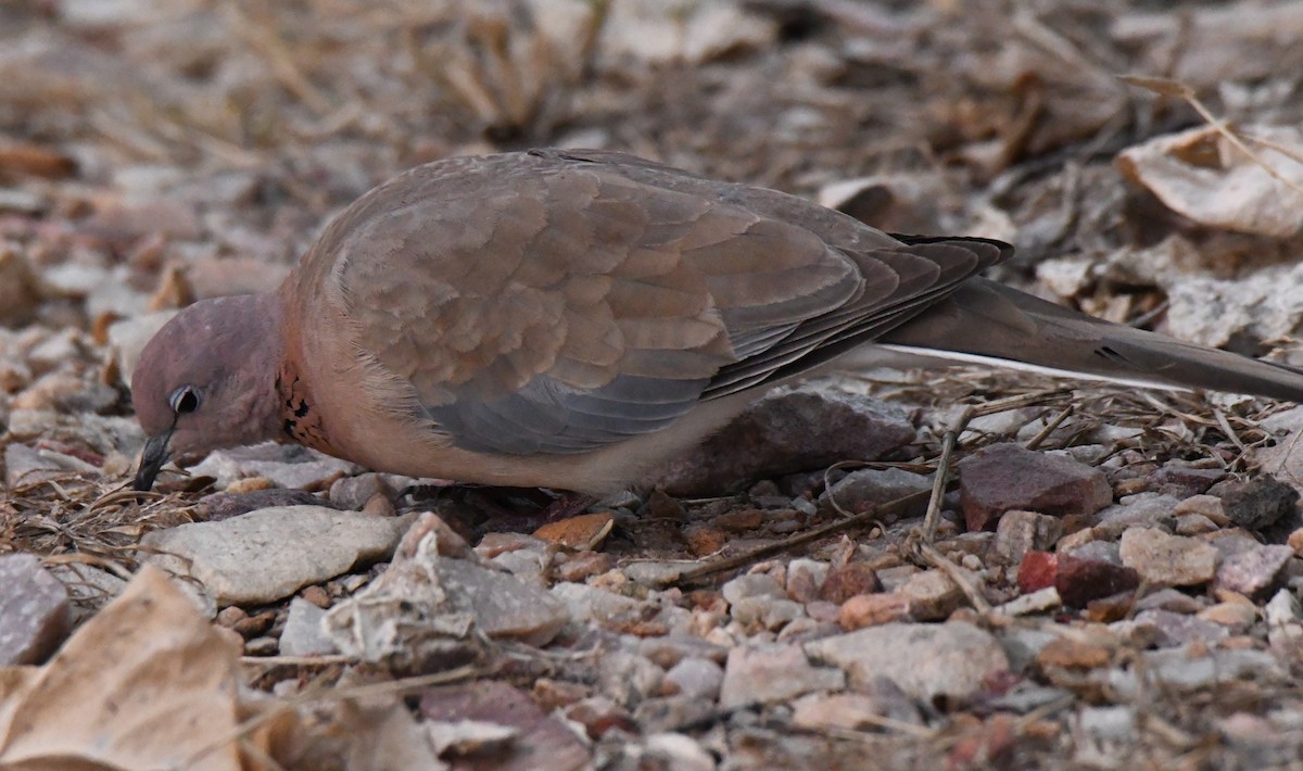 Tourterelle maillée - ML646286595