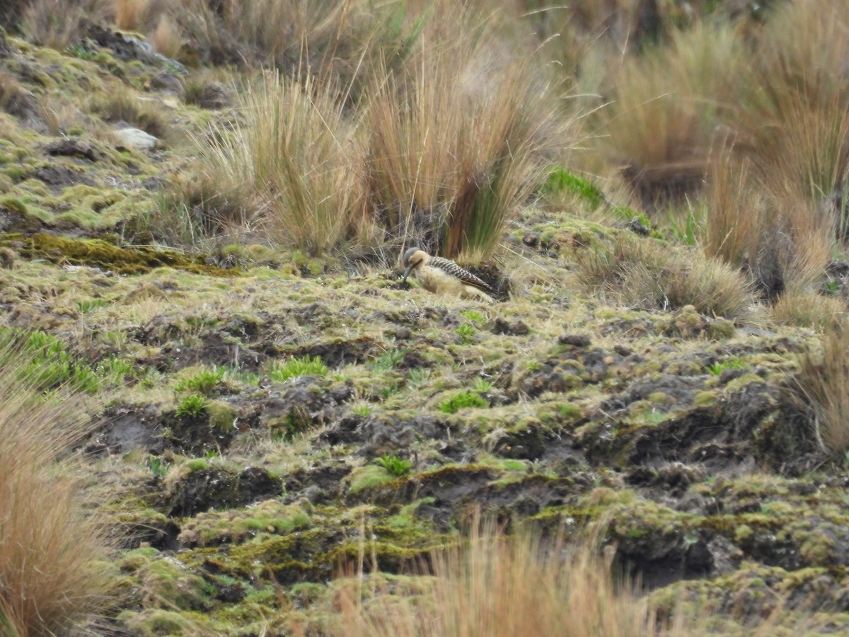 Pic des rochers - ML646286596