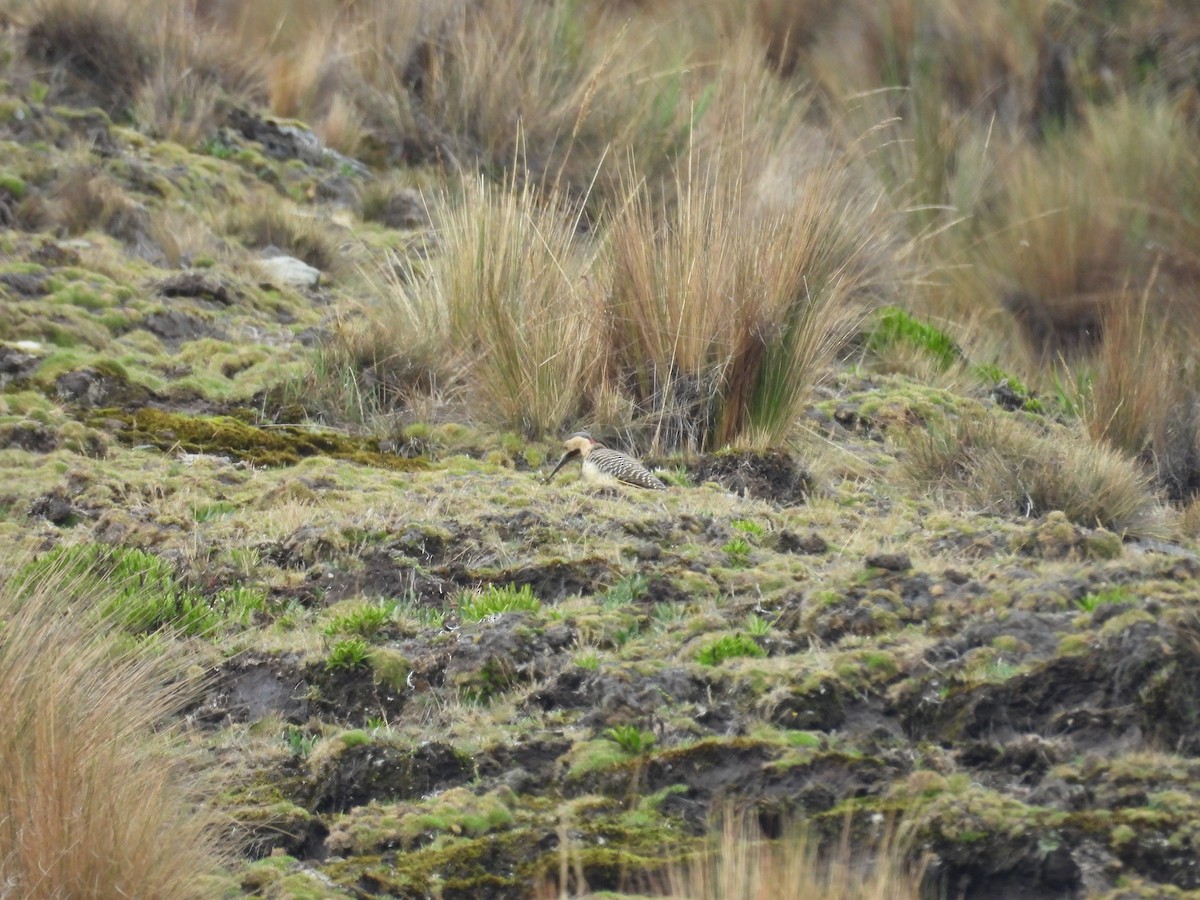Pic des rochers - ML646286597