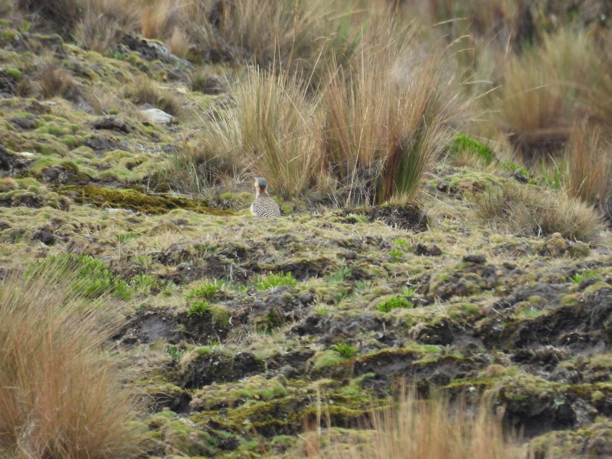 Pic des rochers - ML646286598