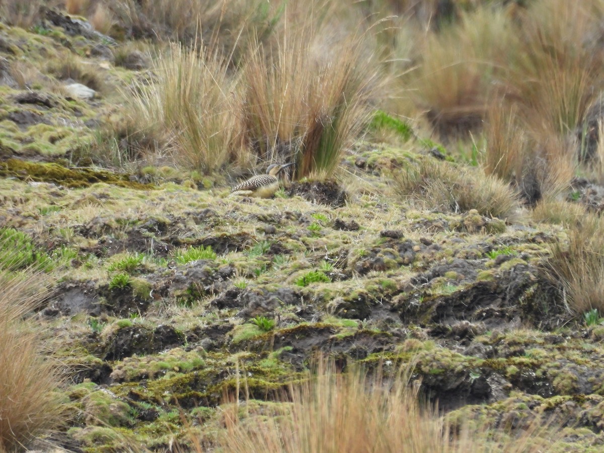 Pic des rochers - ML646286599