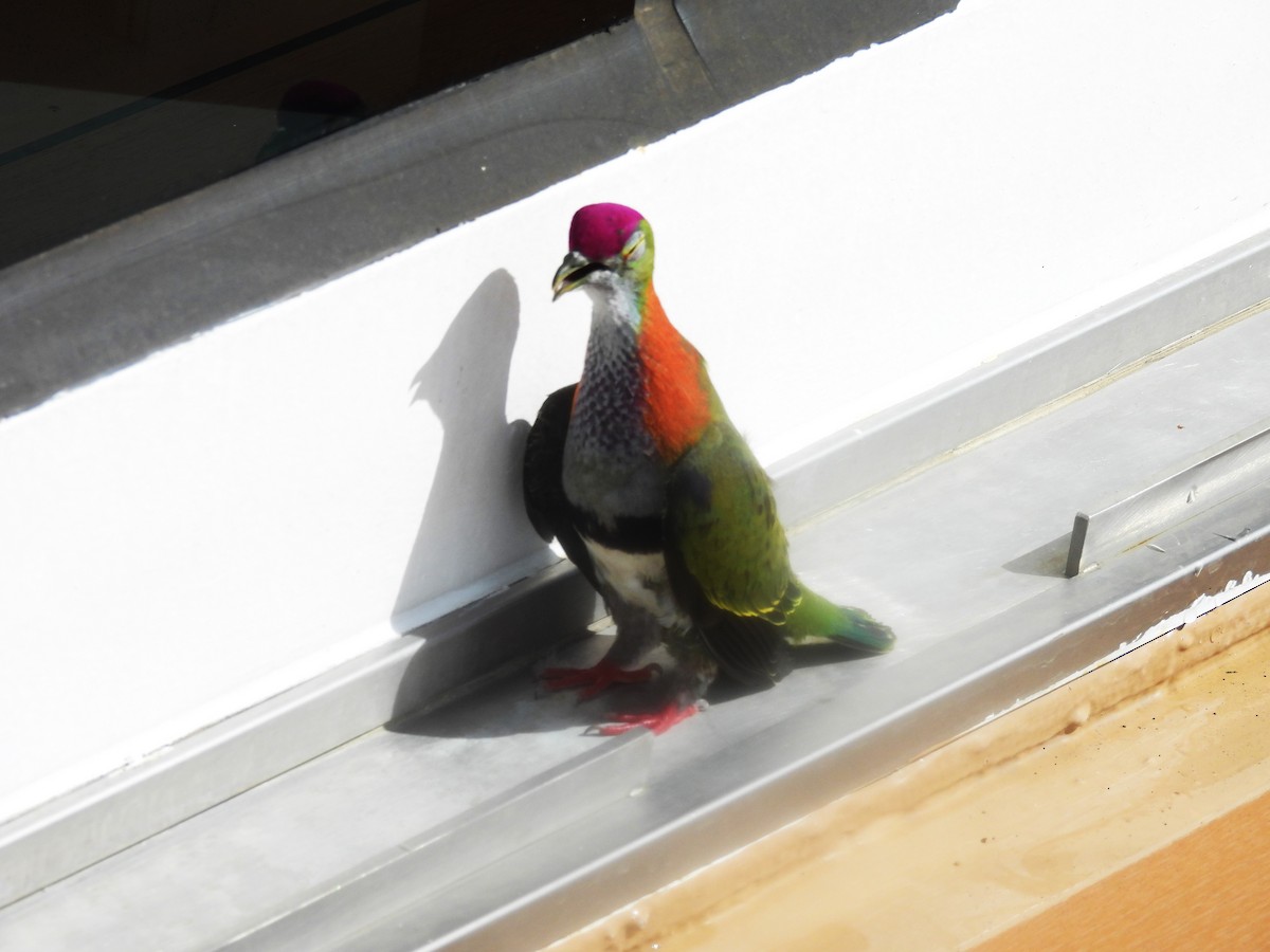 Ptilope à diadème - ML646286600