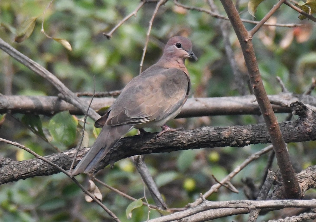 Tourterelle maillée - ML646286602