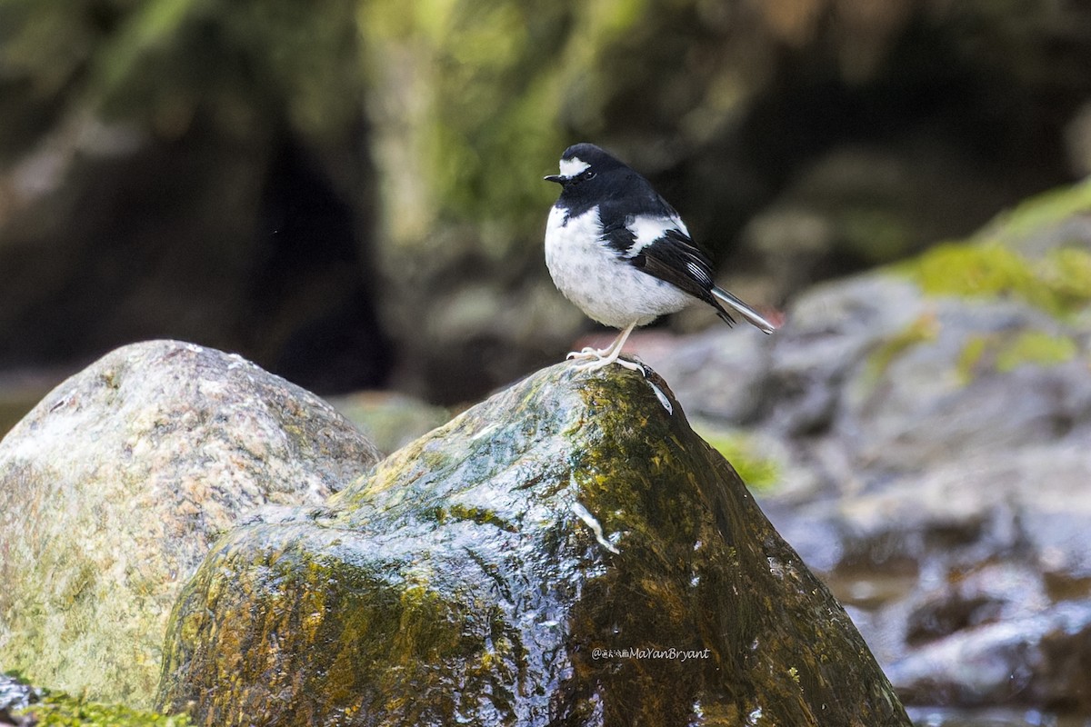 Énicure nain - ML646286603