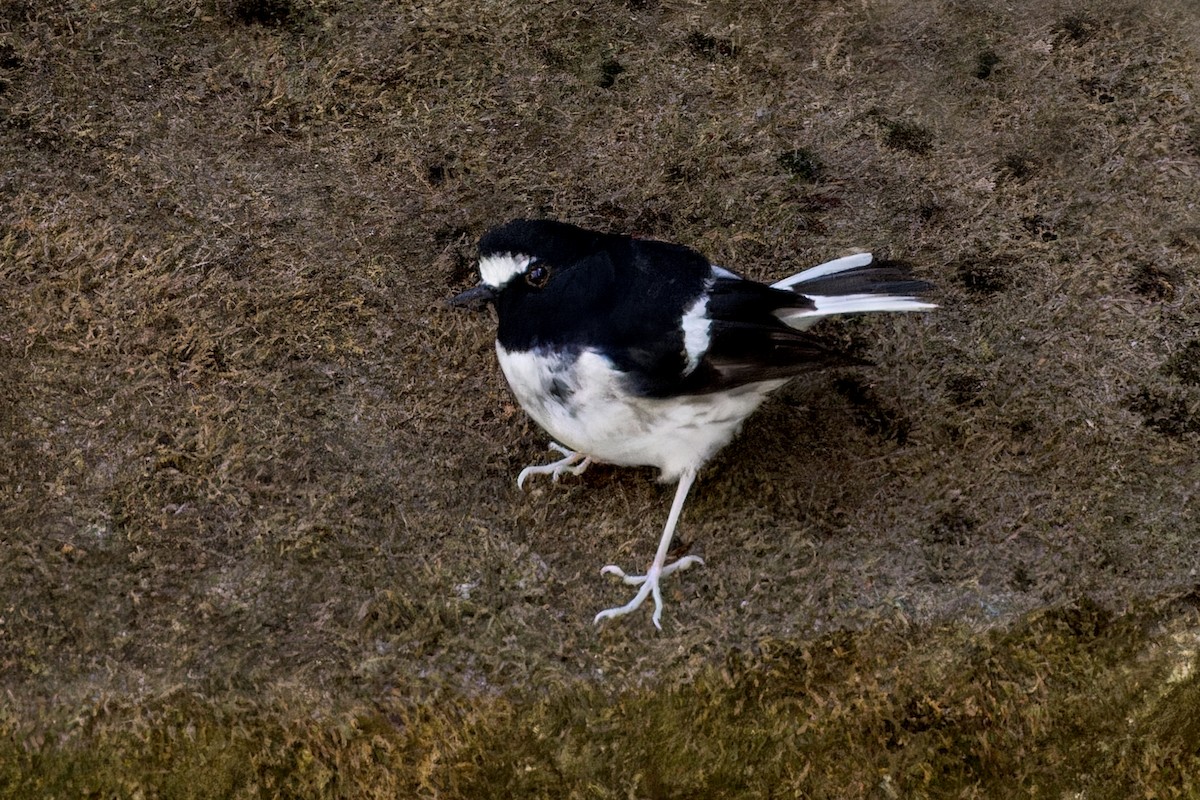 Énicure nain - ML646286604