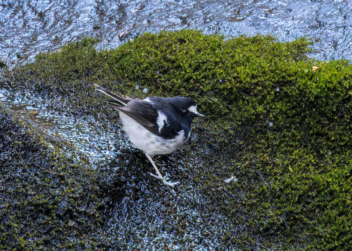 Énicure nain - ML646286605