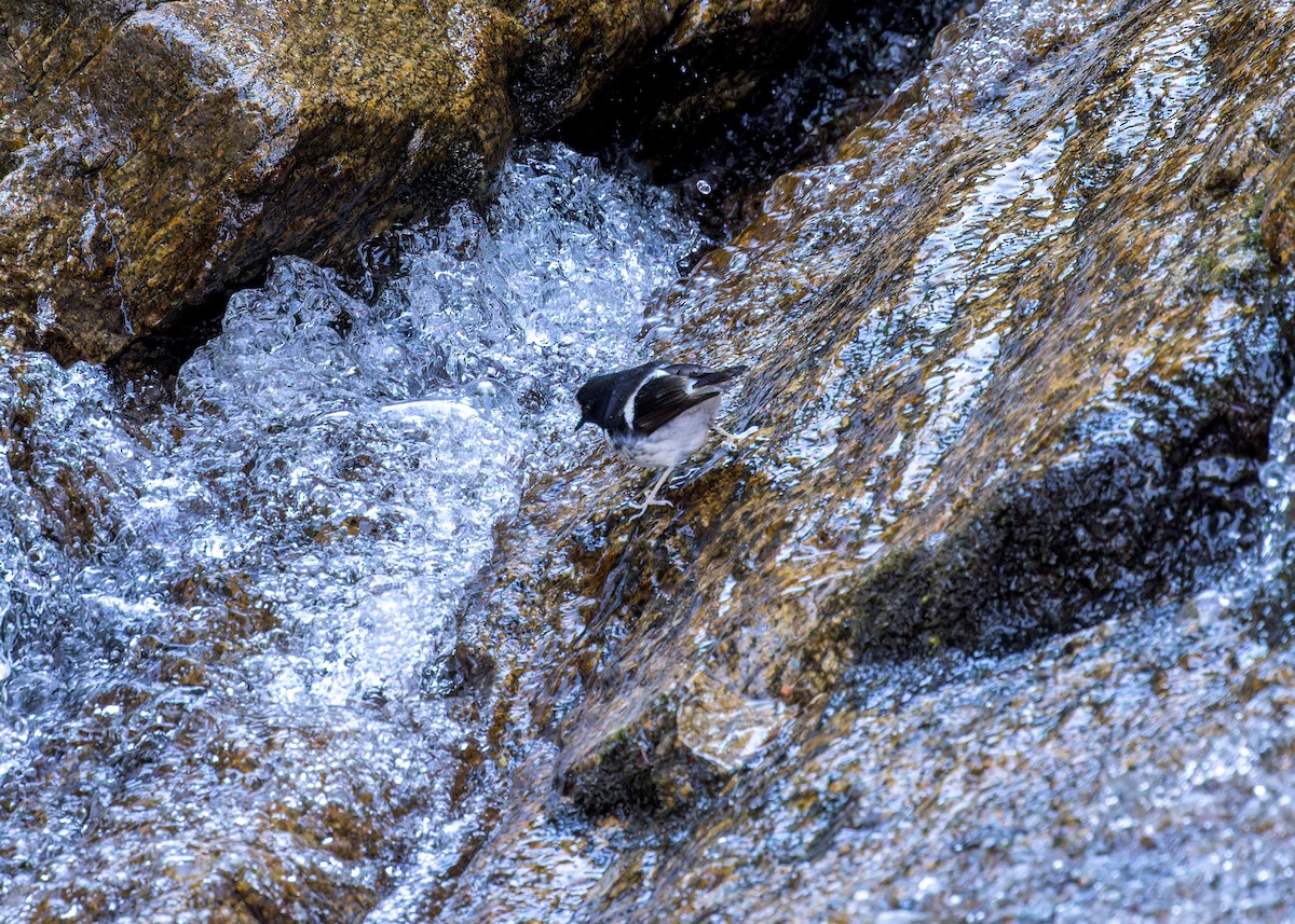 Énicure nain - ML646286606