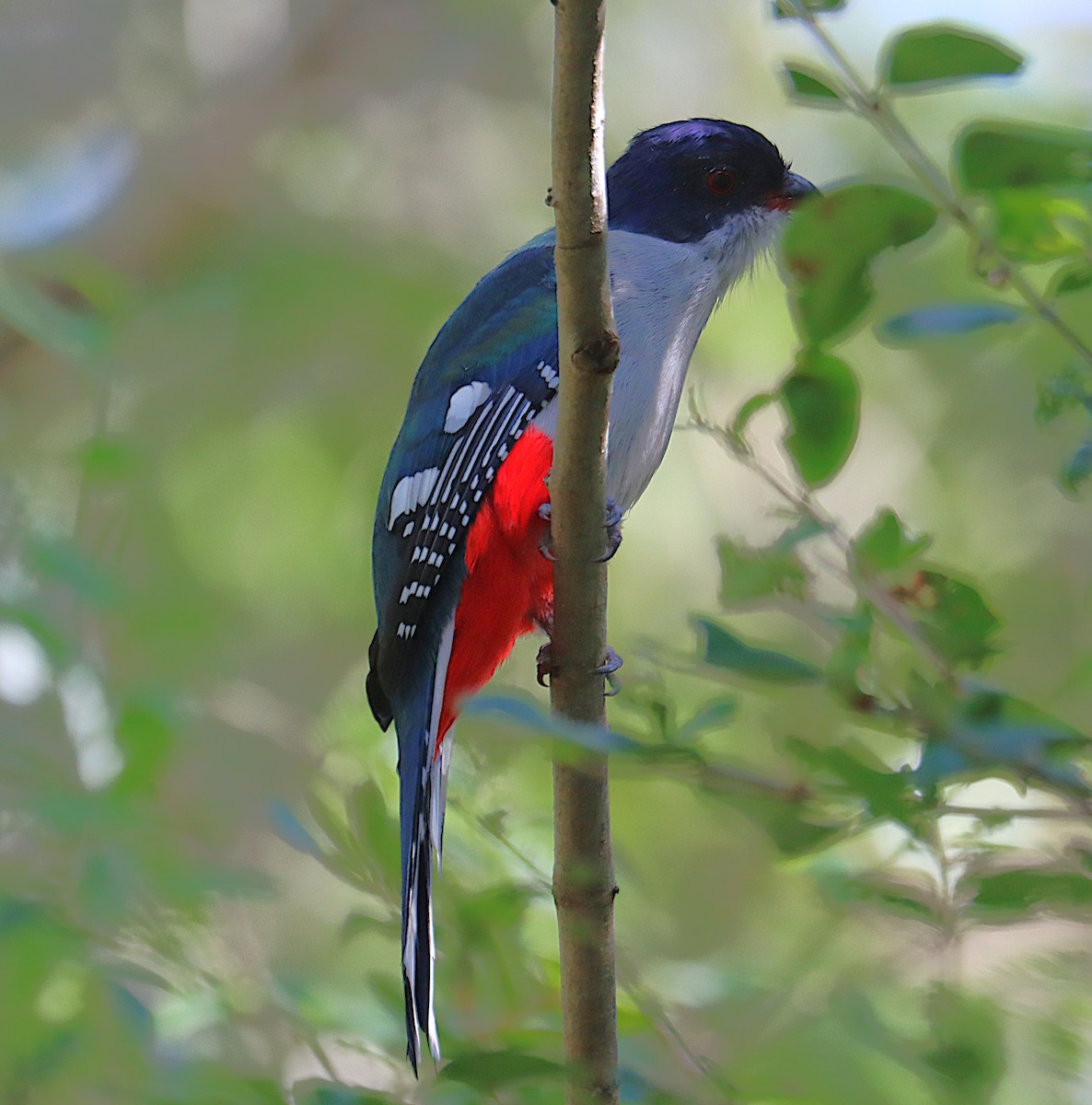 Trogon de Cuba - ML646286607
